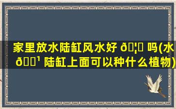 家里放水陆缸风水好 🦄 吗(水 🌹 陆缸上面可以种什么植物)
